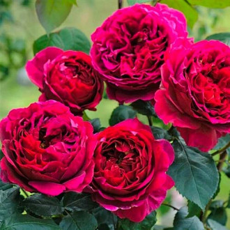 Роза флорибунда Pure Aroma изображение 5