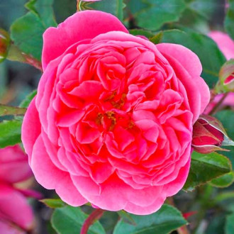 Роза флорибунда Raspberry изображение 6