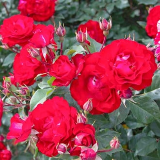 Роза флорибунда Red Spot® изображение 6
