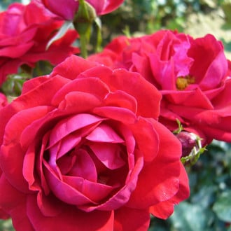 Роза флорибунда Red Wanderer изображение 2