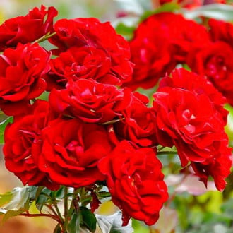 Роза флорибунда Red изображение 1