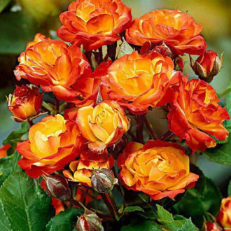 Роза флорибунда Rumba изображение 2