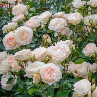 Роза флорибунда Sans Souci® изображение 4