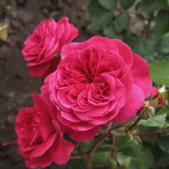 Роза флорибунда Sava Reka изображение 3