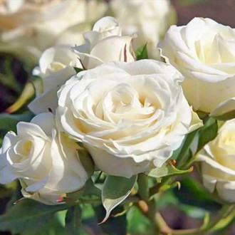 Роза флорибунда Schneewittchen изображение 6