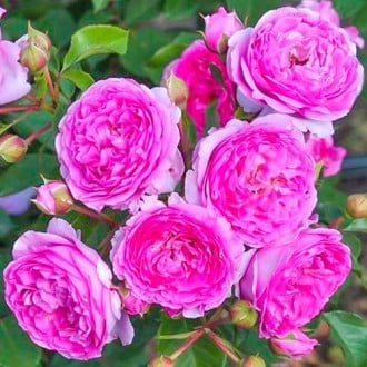 Роза флорибунда Vaza Lavender изображение 1