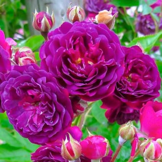 Роза флорибунда Violet изображение 4
