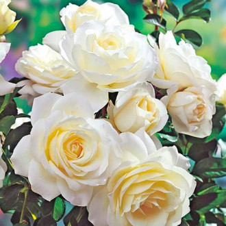 Роза флорибунда White изображение 4