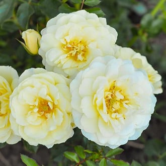 Роза флорибунда Yellow Pixie изображение 5