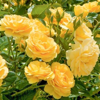 Роза флорибунда Yellow изображение 3