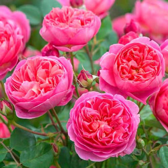 Роза катерлива Boscobel® изображение 1