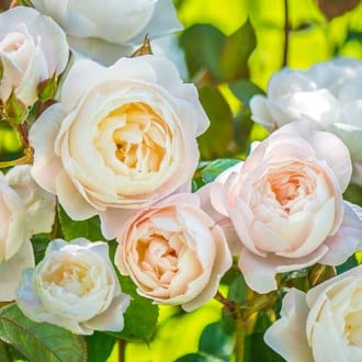 Роза катерлива Desdemona® изображение 6