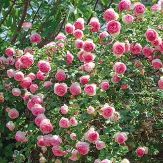 Роза катерлива Eden Rose изображение 1