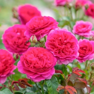 Роза катерлива Gabriel Oak® изображение 1