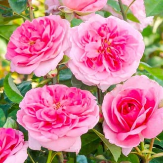 Роза катерлива Gertrude Jekyll® изображение 2