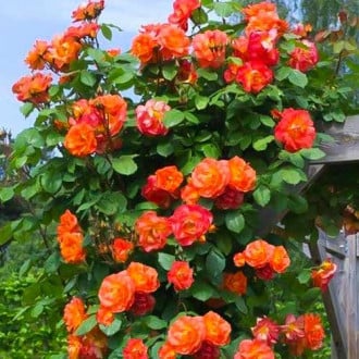 Роза катерлива Herbaciana изображение 4