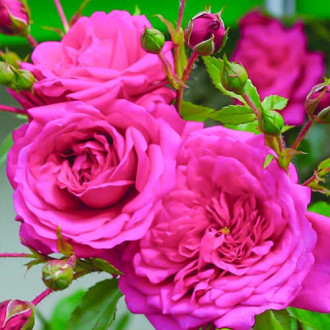 Роза катерлива Laguna® изображение 4