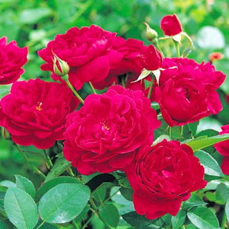 Роза катерлива Monferrato® изображение 2