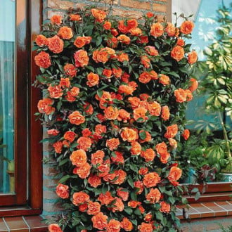 Роза катерлива Orange изображение 4