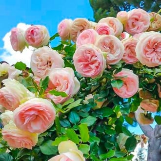 Роза катерлива Pierre de Ronsard® изображение 4