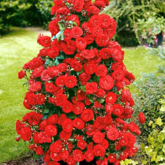 Роза катерлива Red изображение 5