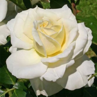 Роза Kronprinsesse Mary изображение 6