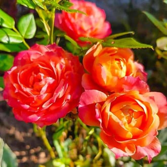 Роза миниатюрна Briosa изображение 5