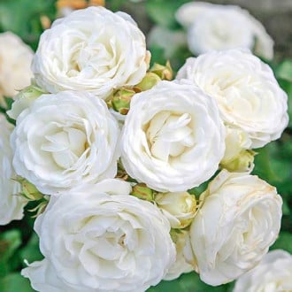 Роза миниатюрна White Babyflor® изображение 4