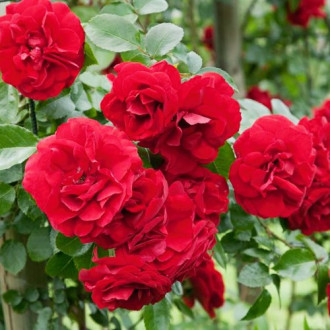 Роза Raspberry Royale изображение 6