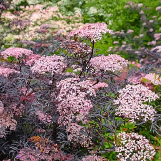 Sambucus nigra Black Lace Eva, С2 изображение 5