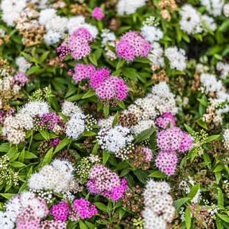 Spiraea japonica Genpei, С2 изображение 6