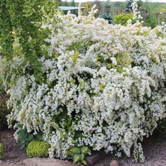 Spiraea vanhouttei Gold Fountain, С2 изображение 1