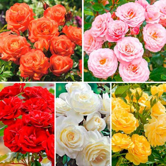 Супер предложения! Комплект букетни рози Магия от цветове, 5 разсада изображение 4