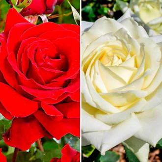Супер предложения! Комплект едроцветни рози Black White, 2 разсада изображение 5