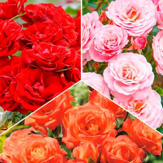 Супер предложения! Комплект от букет рози Tricolor, 3 разсада изображение 2