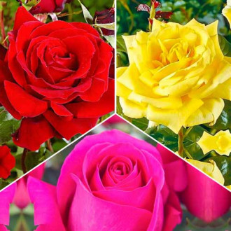 Супер предложения! Комплект от едроцветни рози Tricolor, 3 разсада изображение 2
