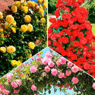 Супер предложения! Комплект от катерещи се рози Tricolor, 3 разсада изображение 1