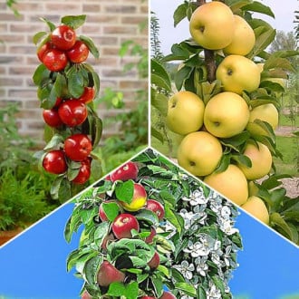 Супер предложения! Комплект от колоновидни ябълкови дръвчета Gourmet, 3 дървета изображение 5