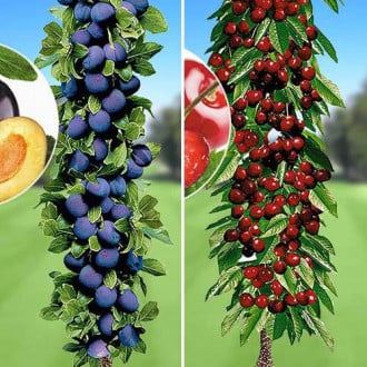Супер предложения! Комплект за плодов сок, 2 дървета изображение 3