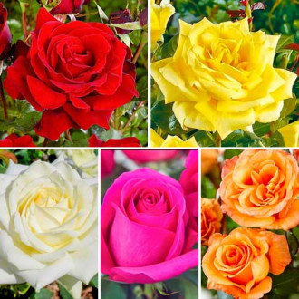 Супер предложения! Рози с големи цветове Classic Mix, 5 разсада изображение 2