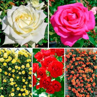 Супер предложение! Комплект от рози Flower symphony, комплект от 5 разсада изображение 1