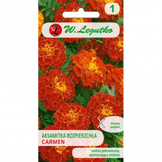 Тагетес Carmen - червен изображение 6
