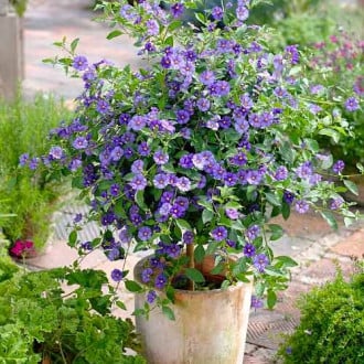 Тинтява храст (Solanum Rantonnetii) изображение 1