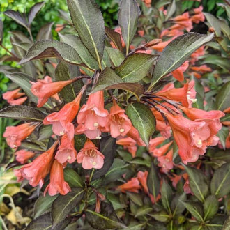Weigela All Summer Peach, С2 изображение 2
