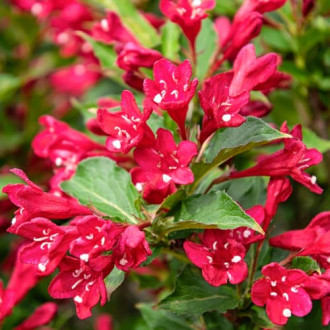 Weigela All Summer Red, С2 изображение 3