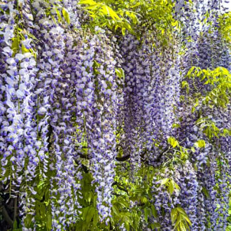 Wisteria floribunda Domino, С2 изображение 6
