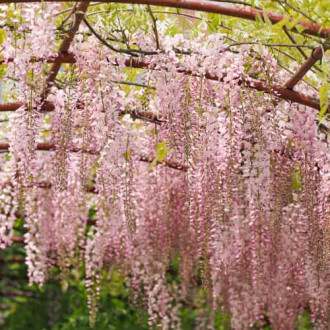 Wisteria floribunda Kuchi-beni, С2 изображение 5