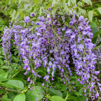 Wisteria floribunda Multijuga, С2 изображение 6