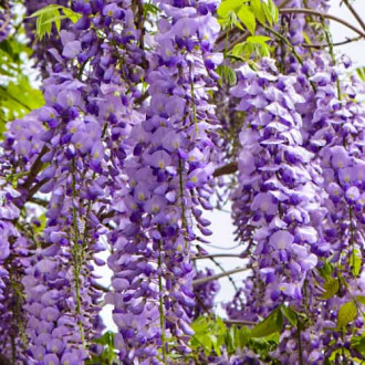 Wisteria floribunda Royal Purple, С2 фото 9 Wisteria floribunda Royal Purple, С2 изображение 9