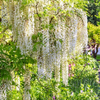 Wisteria floribunda Shiro-noda, С2 фото 10 Wisteria floribunda Shiro-noda, С2 изображение 10